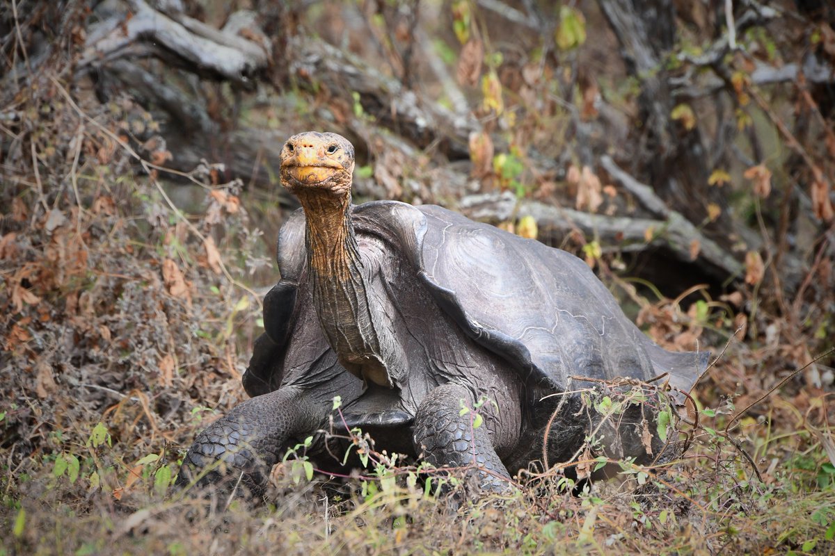 Through Conservando Galápagos, we've empowered local leaders &amp; completed a unique census of 10 tortoise populations in southern Isabela 🐢. Together, we're shaping a brighter Galápagos future! 💚