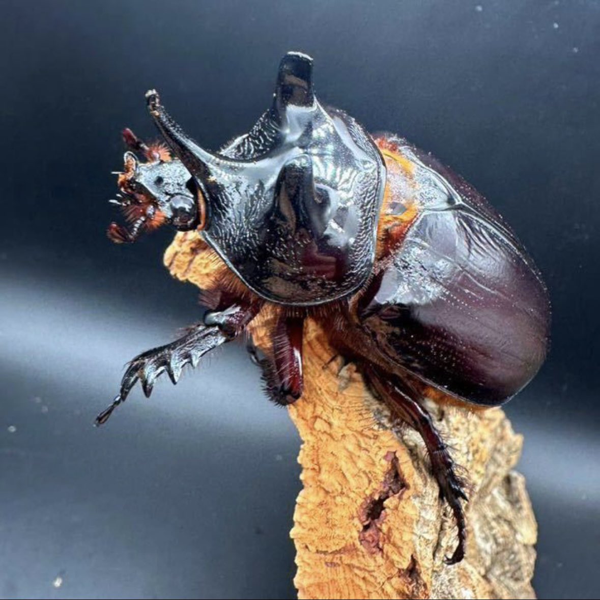 パラグアィ産ケンタウルスミツノサイカブト　63mm 63mm パラグアィ産ケンタウルスミツノサイカブト63mm 63mm