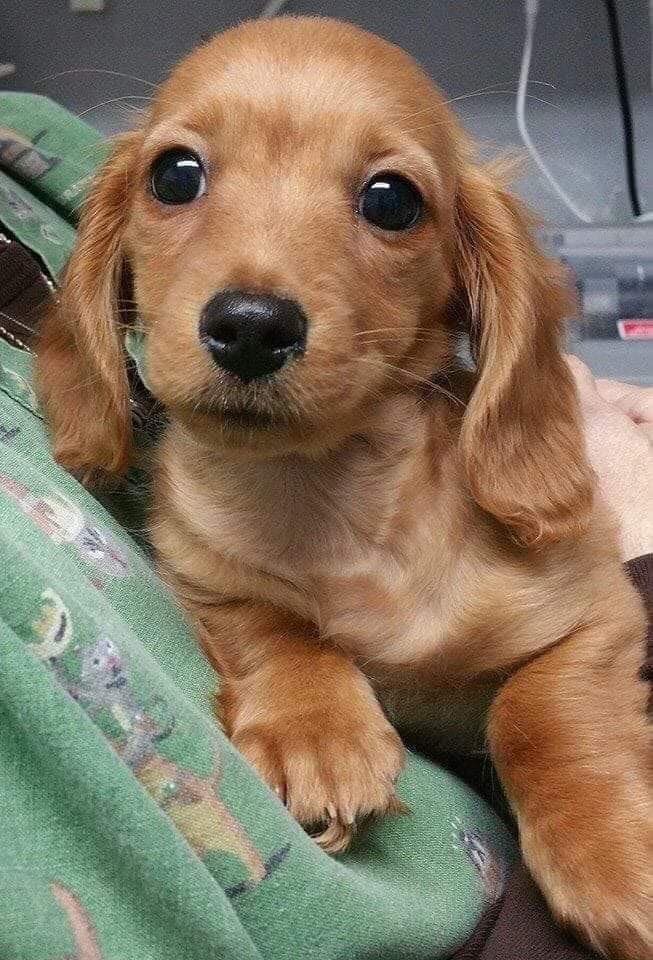DogLovers03's tweet image. I was just adopted, don't scroll without say hello.
Love this face puppy 🐶