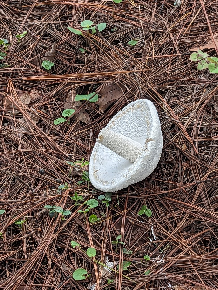 paucasdo's tweet photo. Hola @Fungi_Cosas nos encontramos estos hongos en Valle de Bravo. Nos ayudarías a identificarlos por fa? https://t.co/8do3QkSKZX