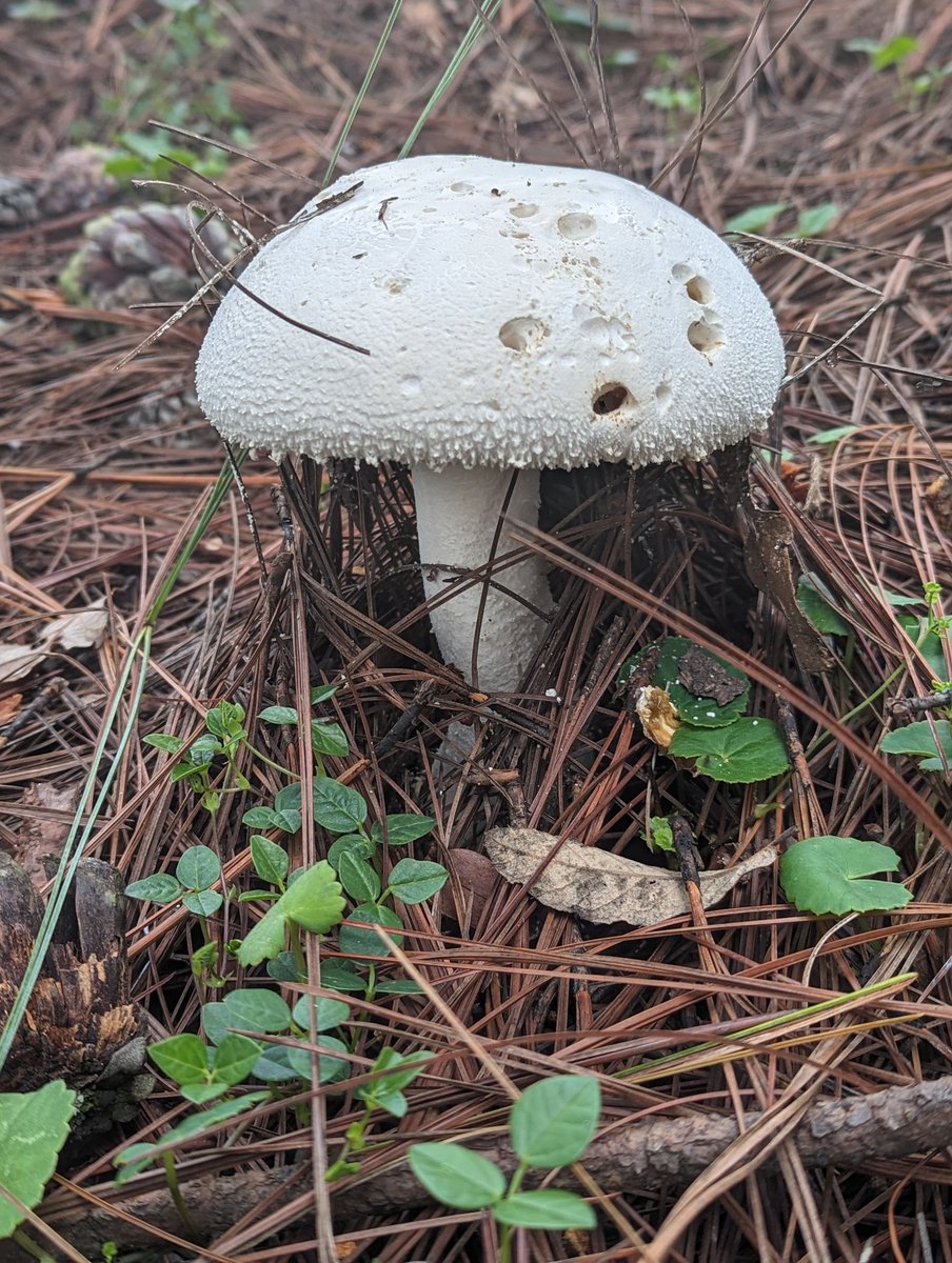 paucasdo's tweet photo. Hola @Fungi_Cosas nos encontramos estos hongos en Valle de Bravo. Nos ayudarías a identificarlos por fa? https://t.co/8do3QkSKZX
