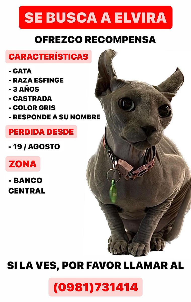 Seguimos buscando a Elvira RT 👇🏻🙏🏻