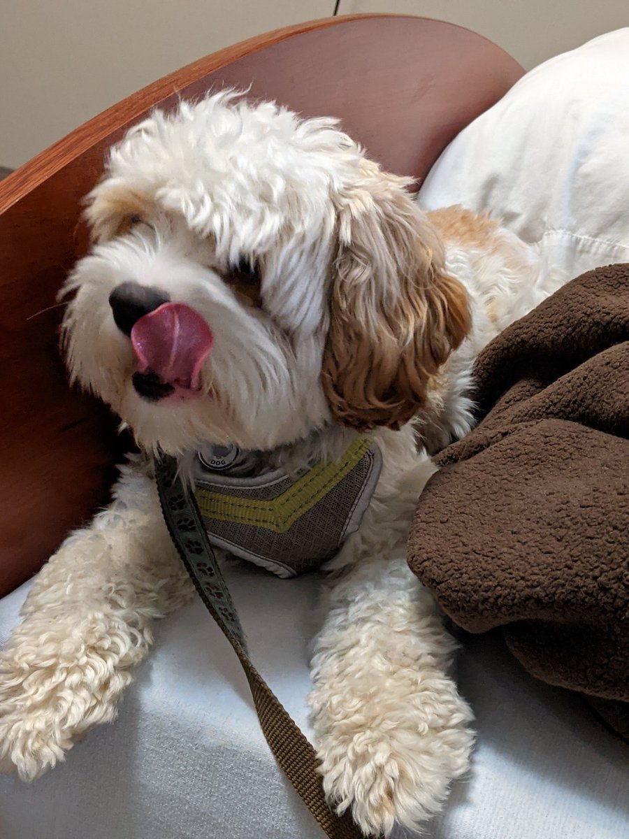 adogwatcher's tweet image. Rocket Tanuki, my #Cavapoochon, came to visit me in my orthopedic rehab center where I'm currently stuck. #TonguesOutTuesday #TOT