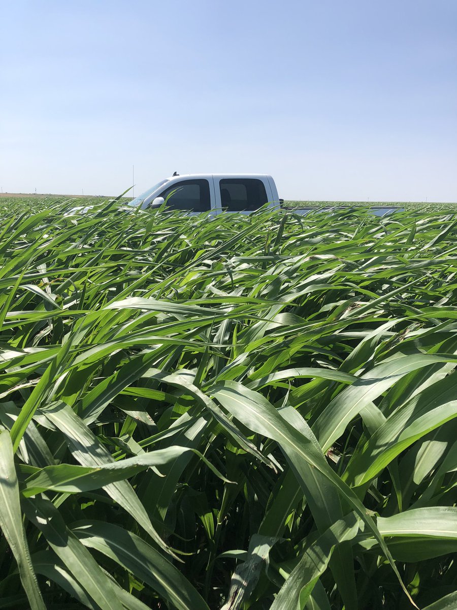 ECSAgronomy's tweet photo. Bout lost the pickup in this HP 300 PPS south of Burlington CO. In a few weeks it will be well over the cab. @ECSeeds https://t.co/KqJRuKN4sB