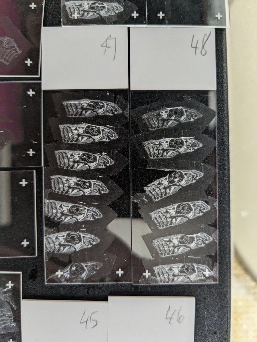 garethjfraser's tweet image. It always feels great to be in the lab.. especially when you get to make pretty #shark ribbons!! These are catshark (Scyliorhinus canicula) hatchling heads, paraffin embedded thin sections - cut in sagittal plane! So much detail! 🦈🙌🏴󠁧󠁢󠁷󠁬󠁳󠁿 #devbio #toothhunting #ffpe #sharkscience