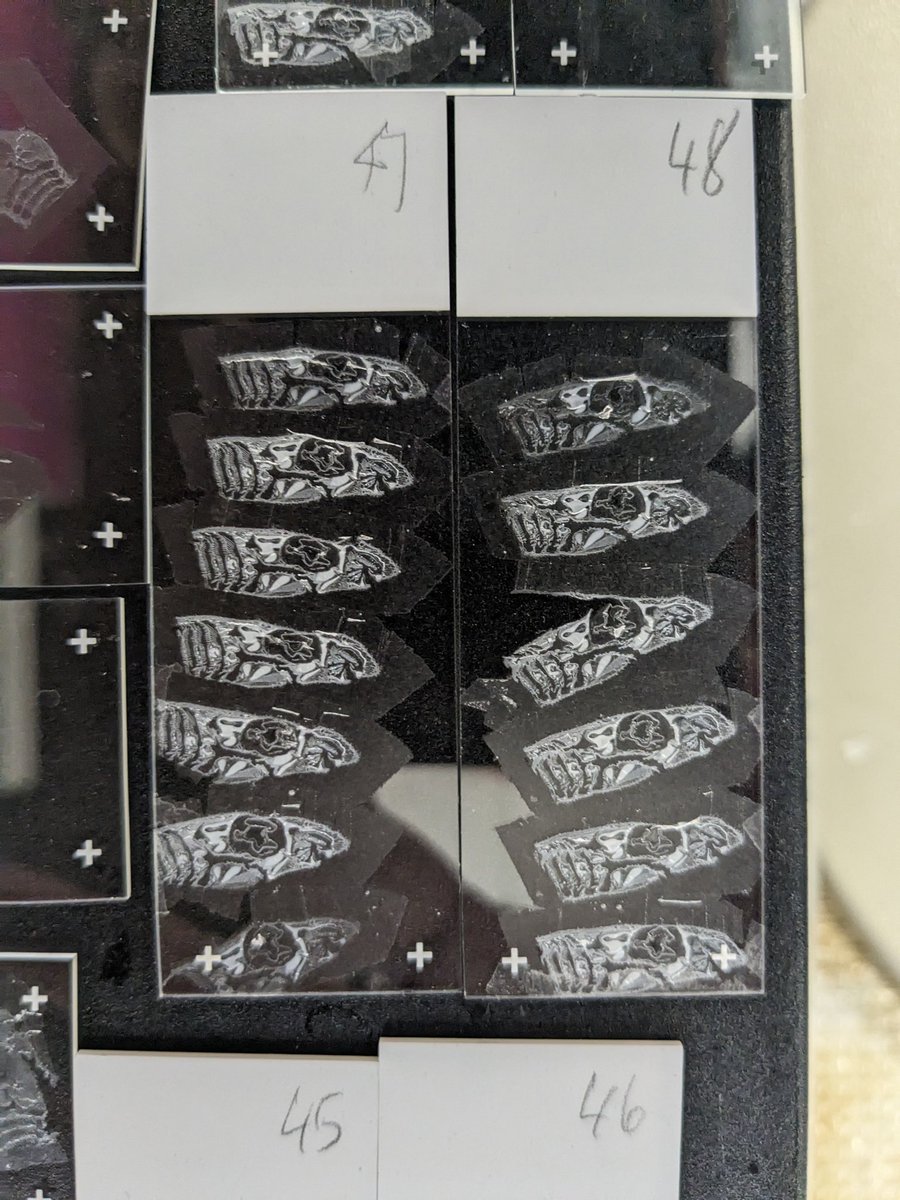 It always feels great to be in the lab.. especially when you get to make pretty #shark ribbons!! These are catshark (Scyliorhinus canicula) hatchling heads, paraffin embedded thin sections - cut in sagittal plane! So much detail! 🦈🙌🏴󠁧󠁢󠁷󠁬󠁳󠁿 #devbio #toothhunting #ffpe #sharkscience