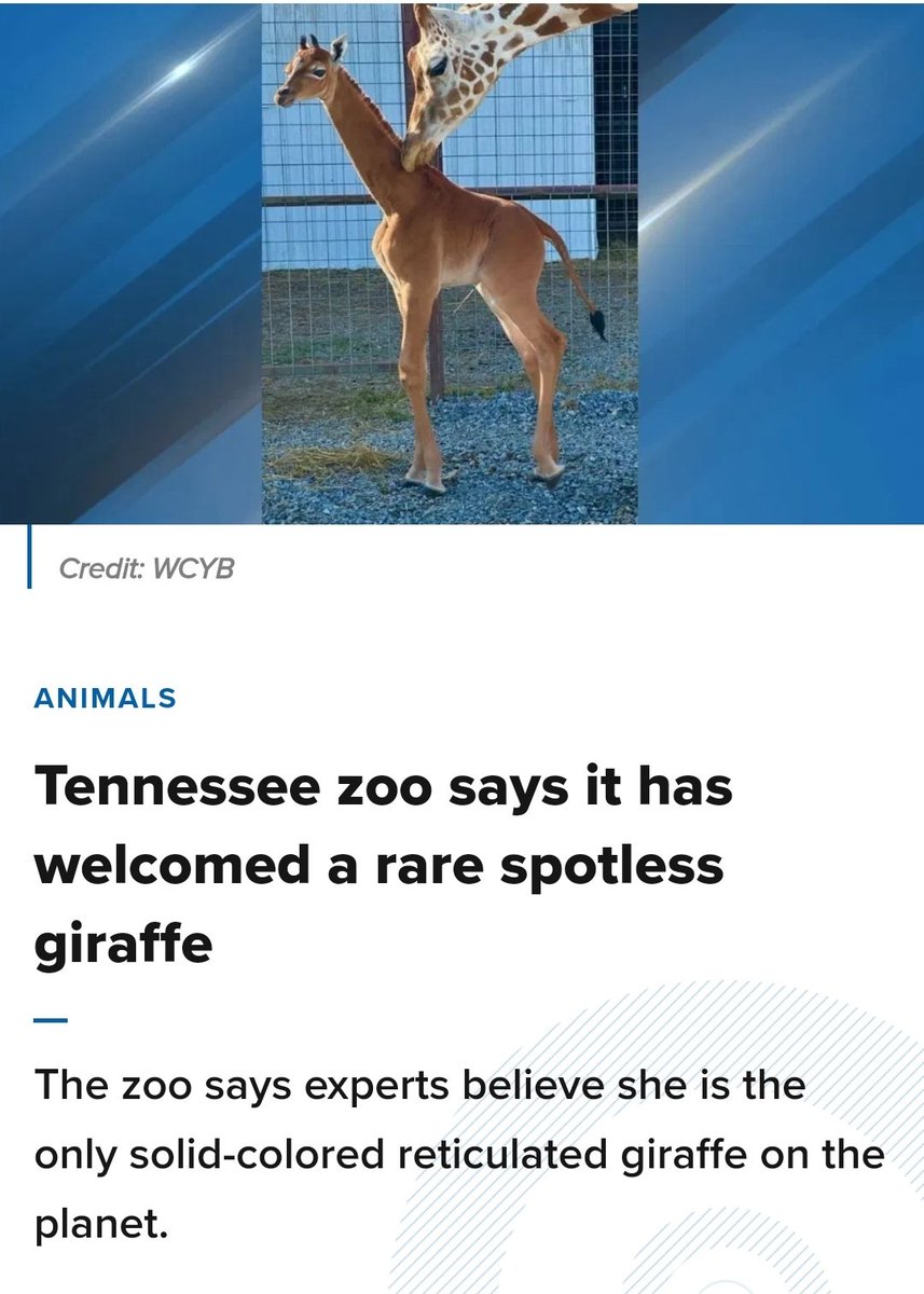 I guess now we know Giraffes are brown/tan with white spots and not the other way around. Who knew 🤷‍♂️ #giraffe #TennesseeZoo