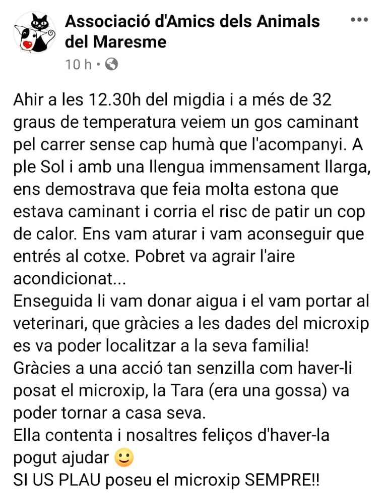 animalsmaresme's tweet photo. #Gràcies al #microxip vam trobar, ahir, la família d'una gosseta que, amb un pam de llengua, caminava ben desorientada. Era a ple migdia, a 32° i amb risc de patir un cop de calor. La Tara va poder tornar a casa  pel #xip 🐾 RECORDA la importància de #xipar el teu pelut/da 🐕🐈 https://t.co/m7Ibiq3Yxv