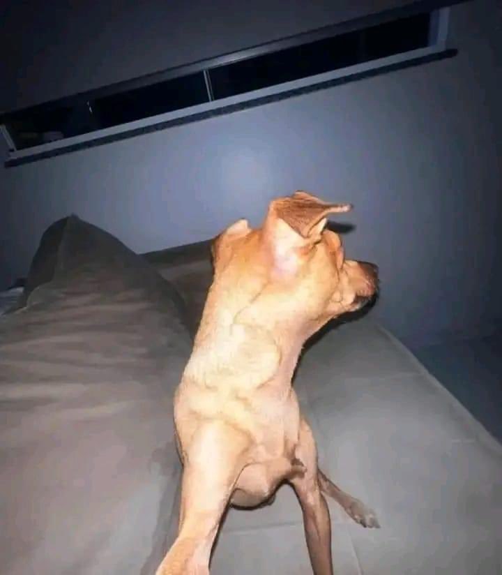 Ninguém:

Os cara tirando foto