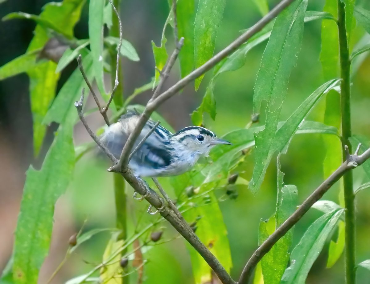tmboucher's tweet photo. Sometimes a scruffy bird in low light has to do... my first migrant in the stream this fall! A Black-and-white Warbler. Hello little fella - safe travels south... https://t.co/l1Ef6Y2kx2