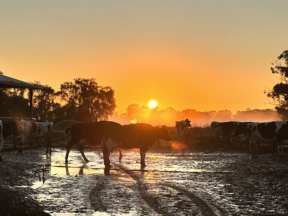 Di Bowles 🐄❤️ tweet media