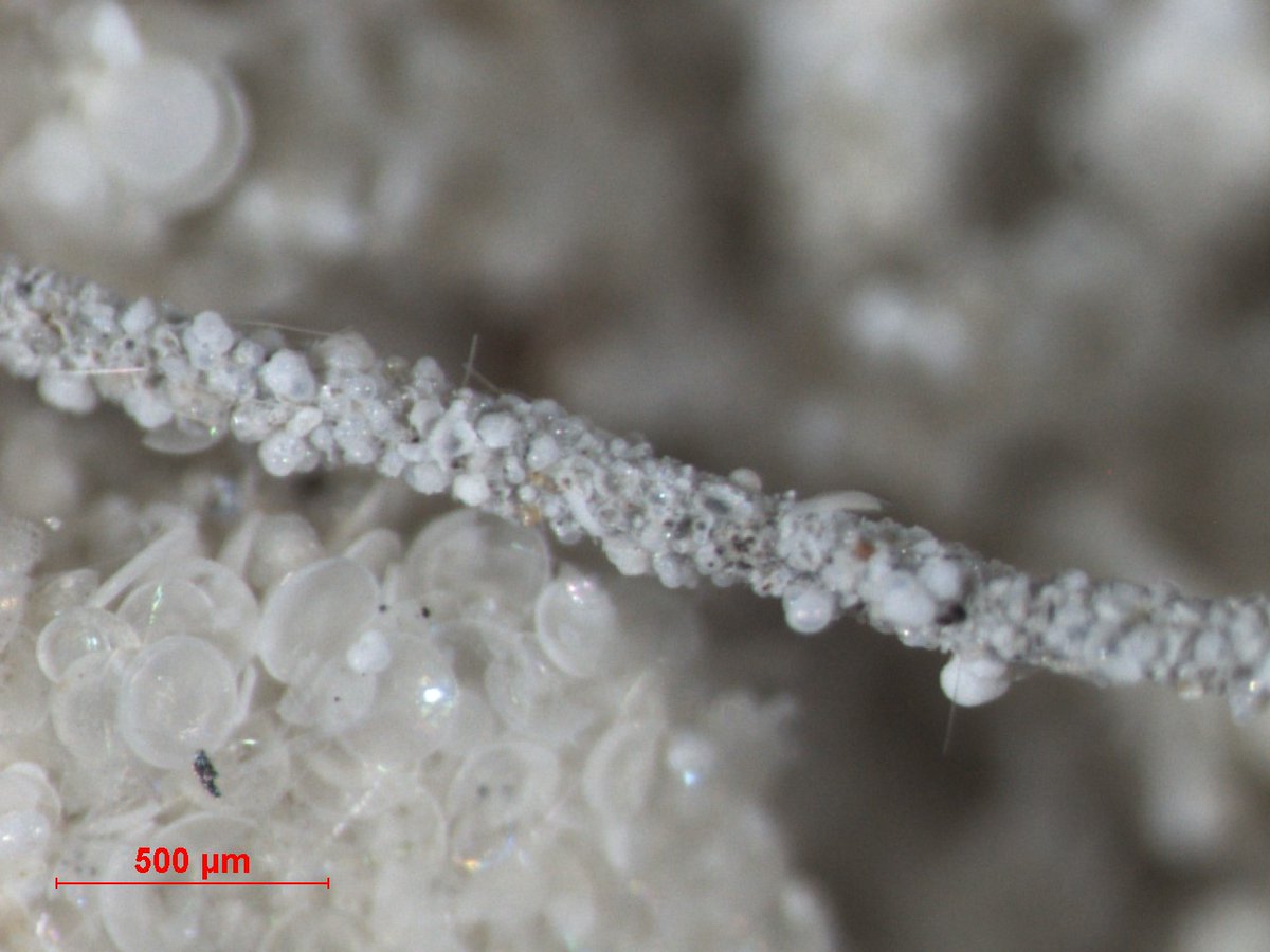 pauladiz_bforam's tweet photo. Have you ever wondered how do the surface sediments at the Charlie Gibbs Fracture Zone look like?. Pictures of #agglutinated #benthic #foram, building its tests from sediment particles and other organisms´shells. Cruise #BOCATS2_2023 @UvigoXm1, funded by @AgEInves https://t.co/FqoahqLCpO