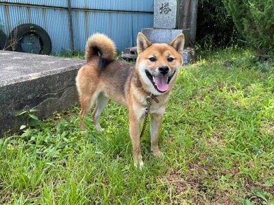 iWaFDUeWUTuqm9L's tweet photo. 迷子のワンちゃんが岩手県平泉町平泉字更の上地内で保護です https://t.co/TyhrqbGTjI