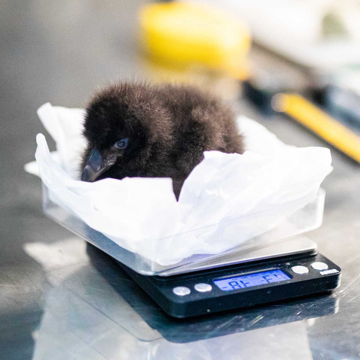 AlaskaSeaLife's tweet photo. Tufted puffling update 💛

Gumdrop, Sequoia and Orlando's tufted puffling is doing very well! Our avian staff are very excited to report that mom and dad are actively bringing food back to the chick. https://t.co/Aw6QgbP22g