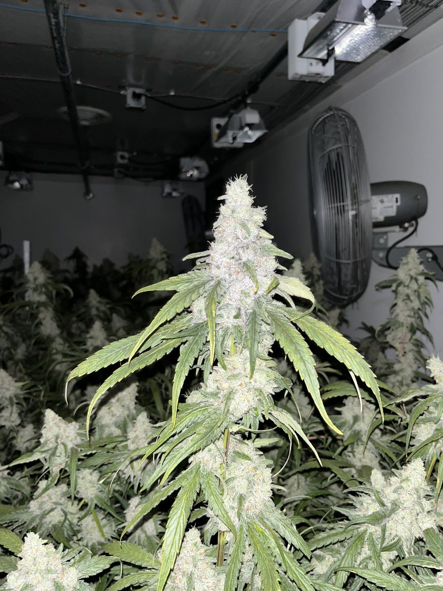 phatpanda's tweet photo. Walking through the am rooms during the afternoon is always a treat. The night shots making the trichomes pop on this monster #macberry run! 👽🍓 #phatpanda https://t.co/ybdNnbKvAi
