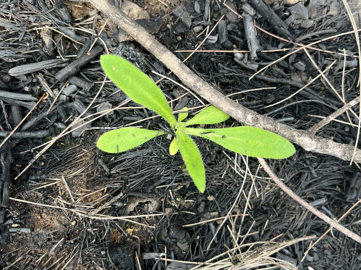 Wombat Ridge tweet media