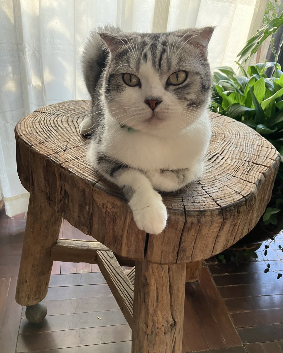 台灣需要另一個反抗中共國，但力量能平衡民進黨的新政黨，民主道路才能走得更長遠。