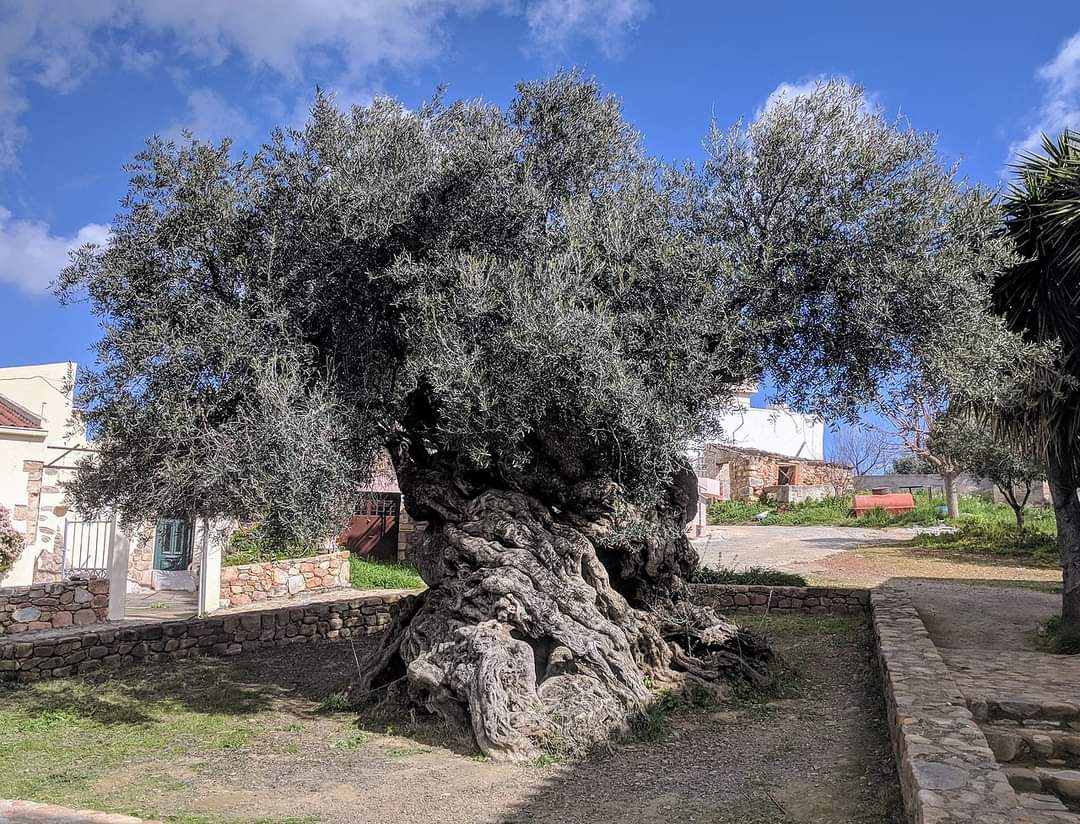 InformaCosmos's tweet photo. Cuatro milenios manteniéndose de pie y todavía da frutos. 

Este es el olivo de Vouves, ubicado en la isla griega de Creta. Es famoso por tener una edad de aproximadamente 4000 años, es decir que se ha mantenido en pie durante la existencia (o incluso antes) de algunas de las más grandes civilizaciones de la antigüedad. 

Ha vivido casi todo el periodo de existencia del Imperio Antiguo de Egipto y también ha visto el nacimiento, auge y declive del Gran Imperio Romano. 

Y después de todo, sigue produciendo aceitunas cada nueva temporada.

📷: Eric Nagle