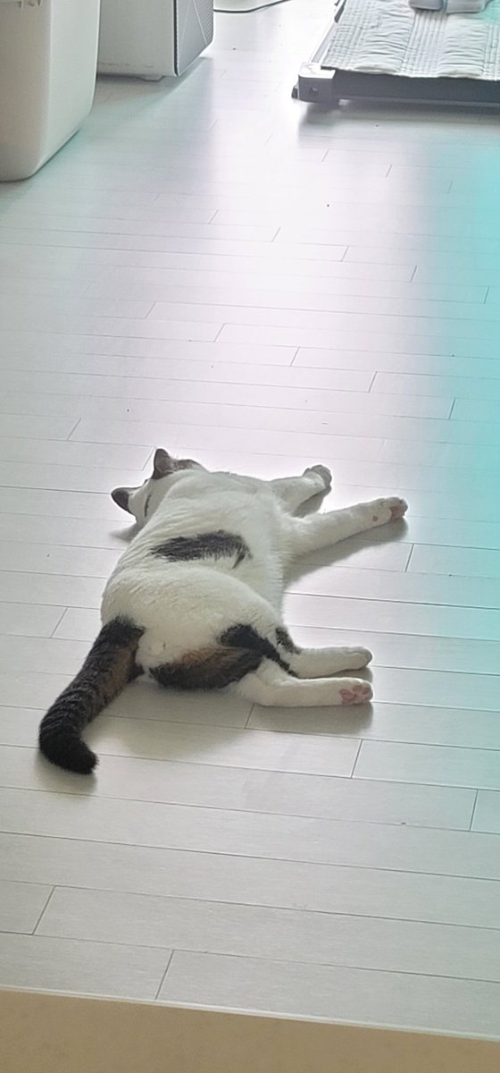 soyoja11's tweet photo. 더우니까 나무재질에서만 누워있는 건달바 https://t.co/fx5M2woDa9