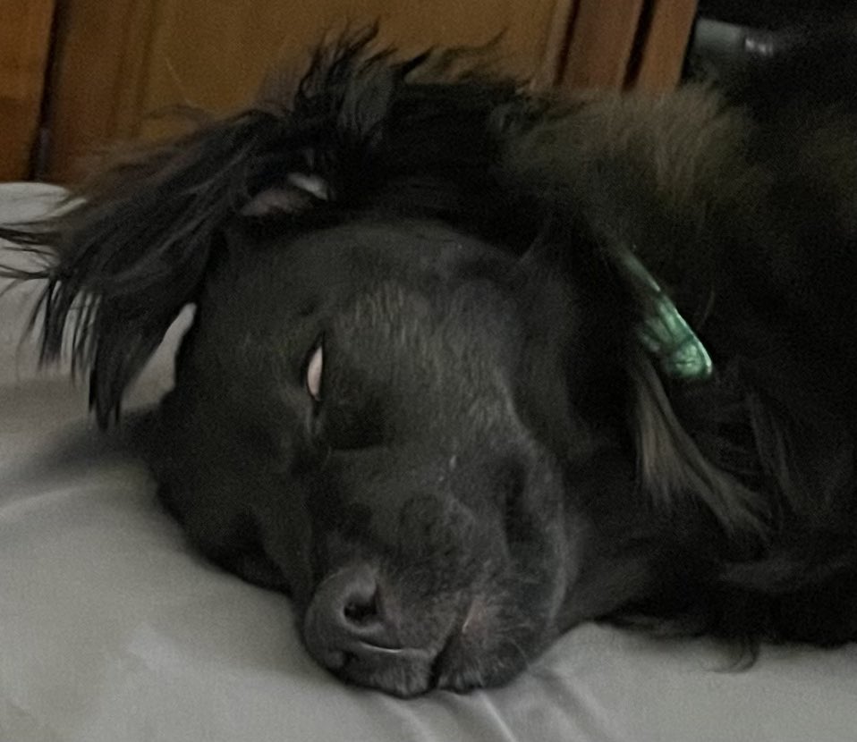 BarbarianBasil's tweet photo. @Phil_Sledge Mom says I’m a creepy sleeper. https://t.co/Ug6uob7EdG