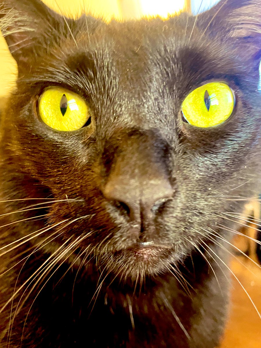 lawyerschiff's tweet photo. #Goodnight from #JusticeKitty https://t.co/6CgWdZ98iz