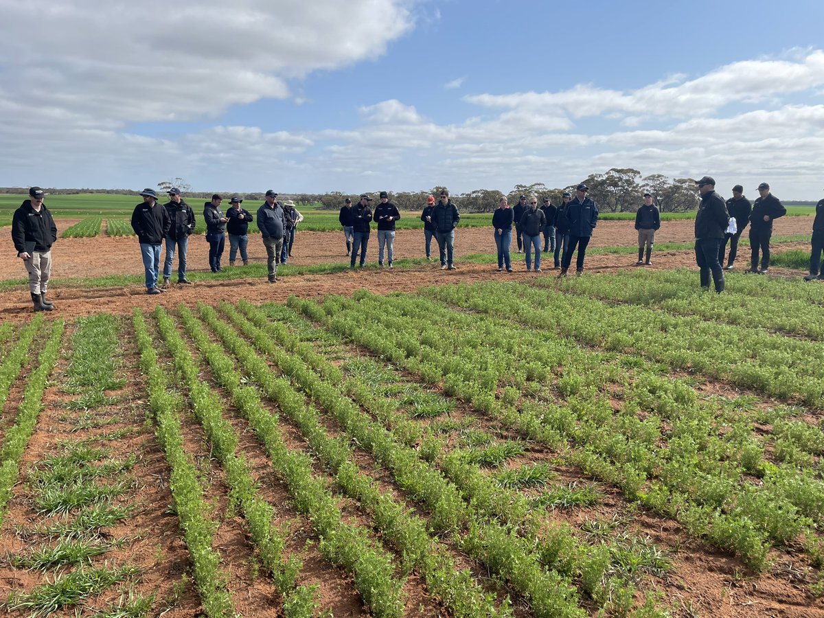 <a href="/NASManangOuyen/">Nutrien Ag Solutions Manangatang Ouyen & Underbool</a> trial tour. <a href="/crgardner5/">Charlie Gardner</a> <a href="/sydesy83/">Nathan Sydes</a> <a href="/sevy73/">Simon Severin</a> mallee looking 👀 great after rain 🌧️