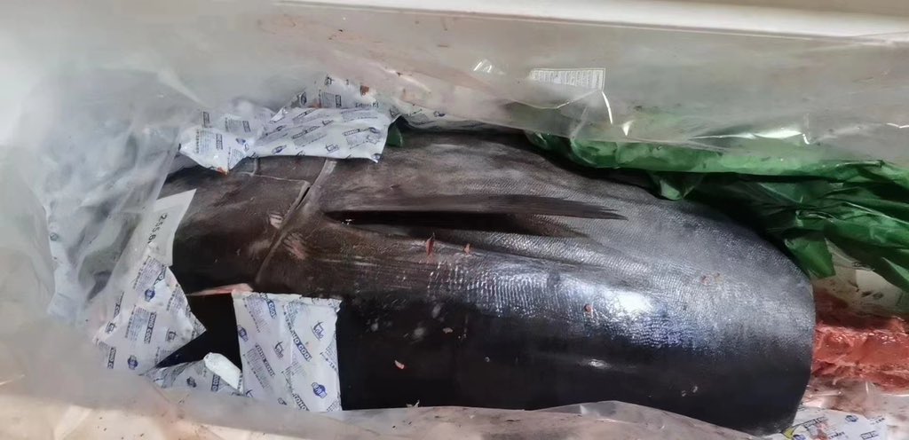 ClearImportPro's tweet image. &quot;🌅 Early morning catch. 🛫 Arrived at the airport by 8 PM. ✅ Inspections done by 12, delivered to the customer. 🚚 Tsangshan&apos;s flavor is authentically fresh. 🐟 Pacific Bluefin Tuna, successfully cleared for import. 🌊🐠 #ImportExcellence #FreshnessUnleashed&quot;