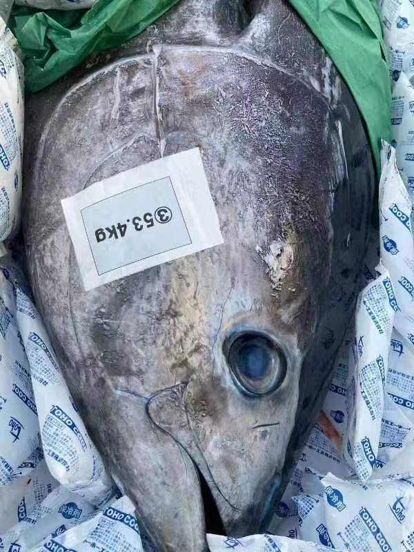 ClearImportPro's tweet image. &quot;🌅 Early morning catch. 🛫 Arrived at the airport by 8 PM. ✅ Inspections done by 12, delivered to the customer. 🚚 Tsangshan&apos;s flavor is authentically fresh. 🐟 Pacific Bluefin Tuna, successfully cleared for import. 🌊🐠 #ImportExcellence #FreshnessUnleashed&quot;