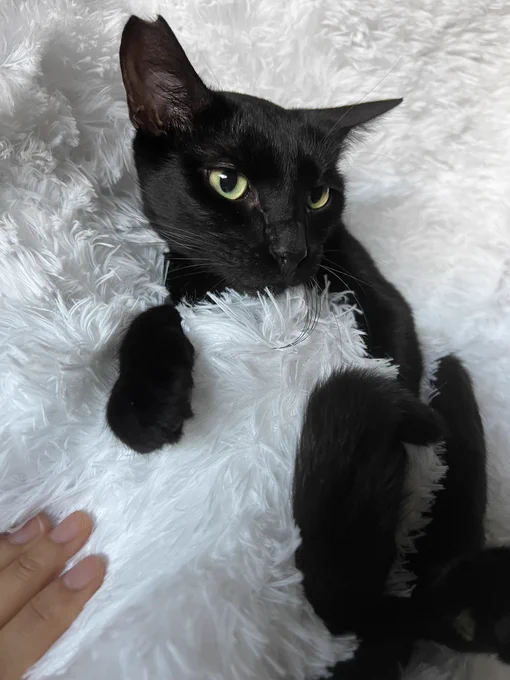 both are fully vaccinated and treated for everything, and some microchipped!according to the shelter volunteers that watched them for 3 years, they're the most cuddly, sweetest babies when they feel safeif you're interested in black cats please give them a chance! 