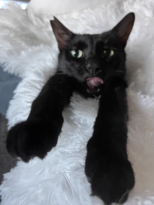 they've been growing up in the shelter since they were kittens, the rescue has been unable to home them purely because they are black catsthis is the first time in their lives that theyve left the shelter, and have only recently both found foster homes  and are super nervous 