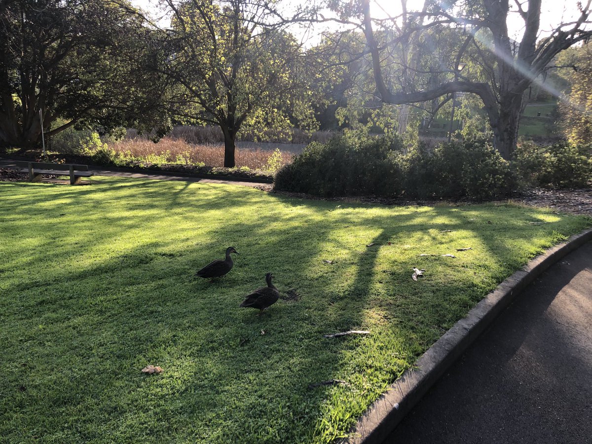 Walk with ducks! At ⁦<a href="/Flinders/">Flinders University</a>⁩ you can walk with #ducks on the way to the lecture theatre. Delightful #morning #physics #campus