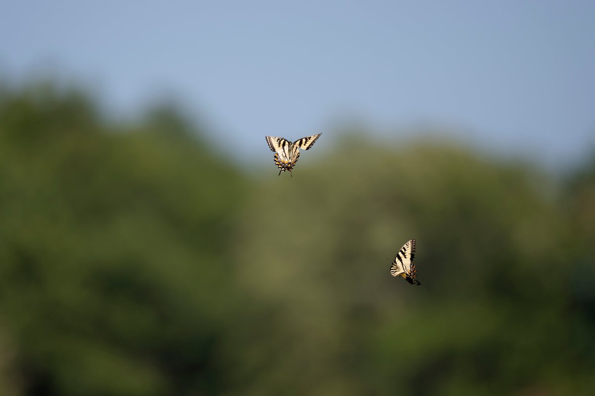 Eastern Tiger Swallowtail butterflies enjoying the sunshine and chasing each other about