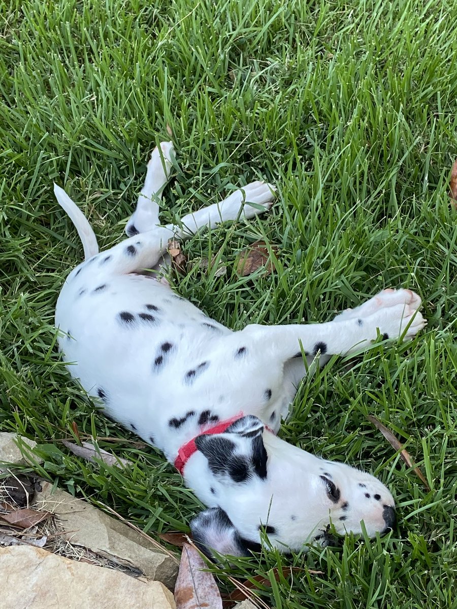 rayserbacks's tweet photo. New puppy has a rough life 😎 

Old puppy wishes he would go away 😳 https://t.co/3X2BhgIYm1