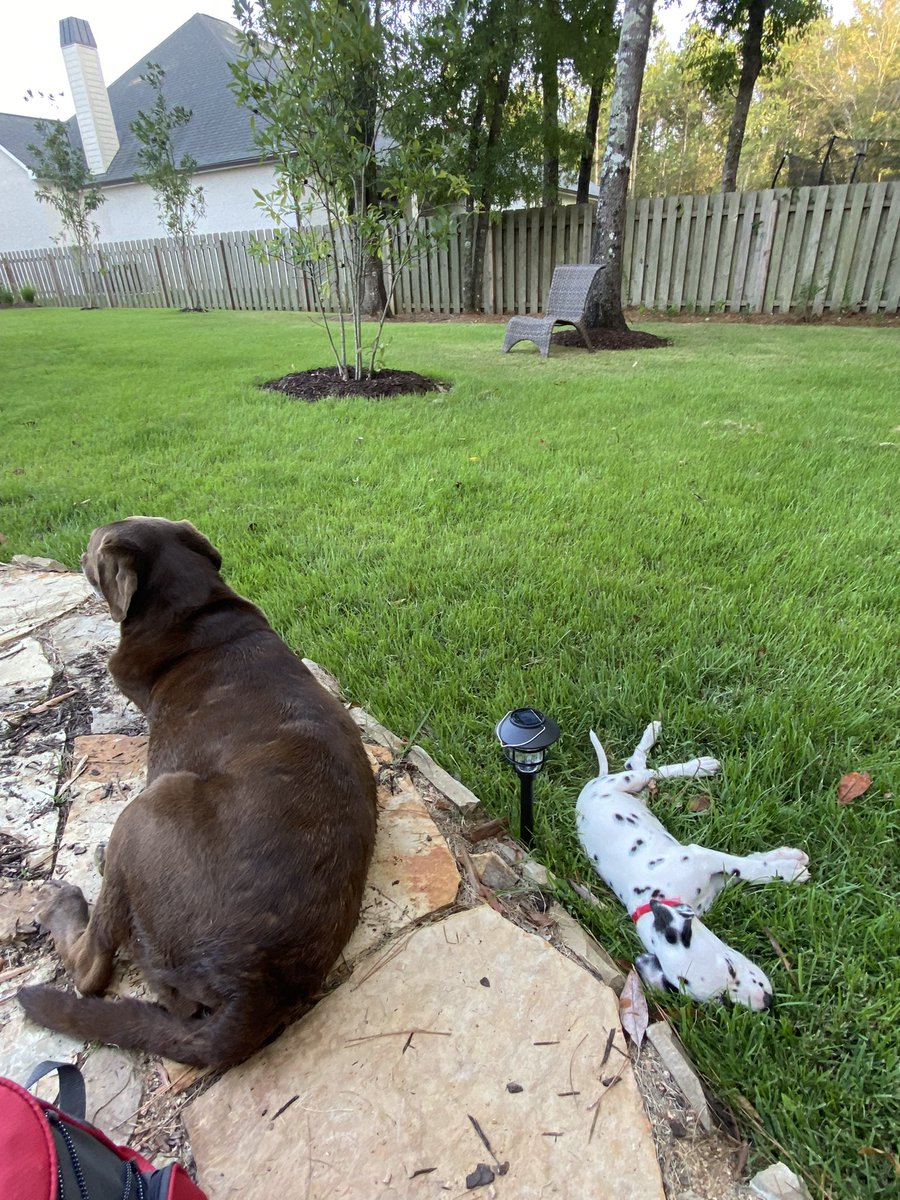 rayserbacks's tweet photo. New puppy has a rough life 😎 

Old puppy wishes he would go away 😳 https://t.co/3X2BhgIYm1