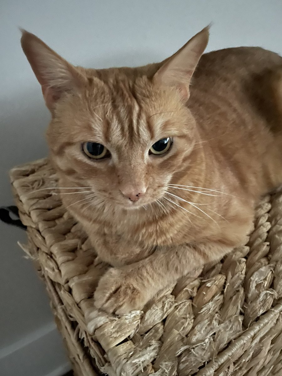 meowdenki's tweet photo. i miss my son come homeeeeeee https://t.co/8XqV7UbC50