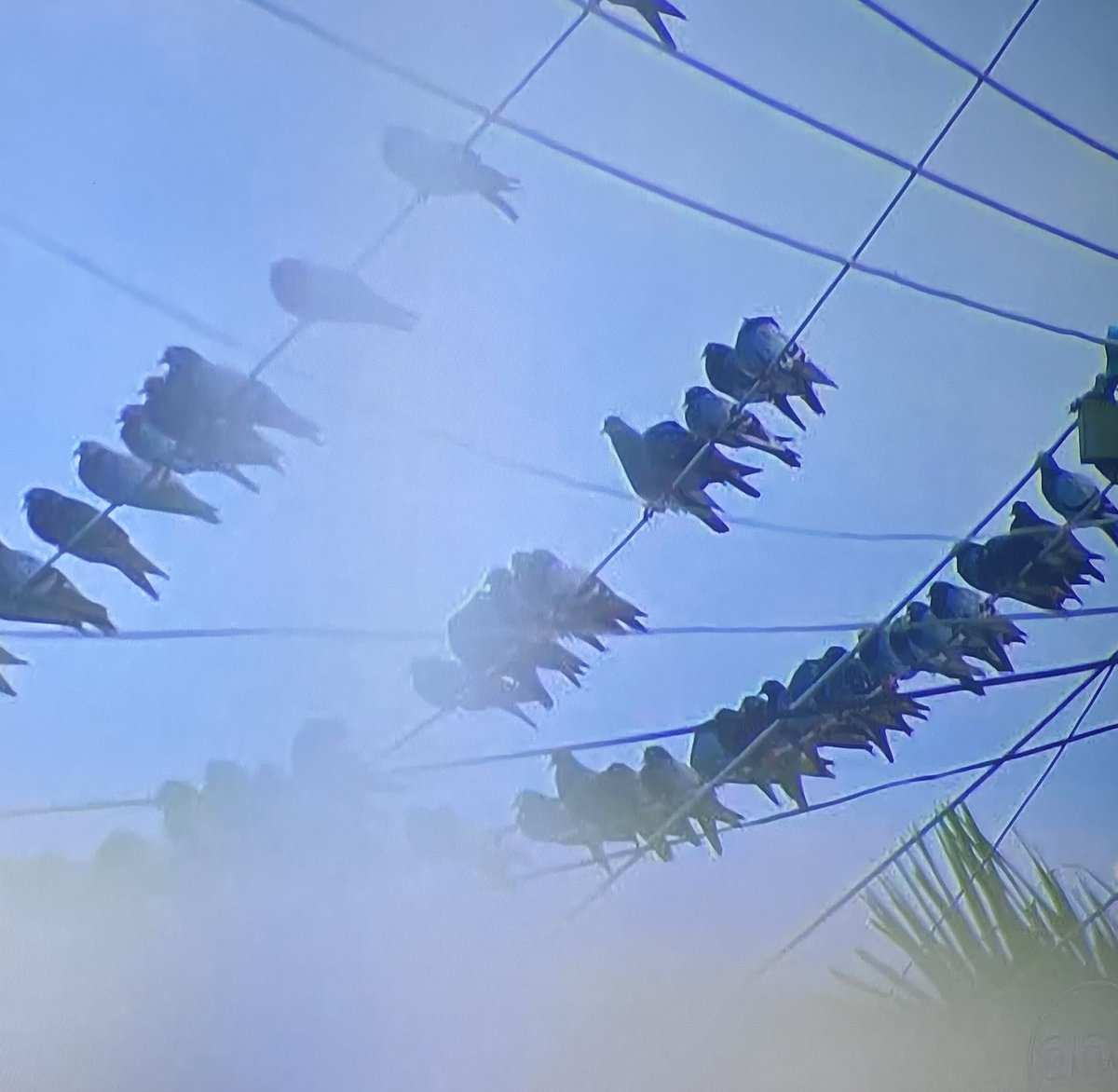 BachelorBirds's tweet photo. WELCOME TO FIJI!! 🇫🇯 What kind of wildlife do we have here? Ah, yes the Rock Pigeon in it’s natural habitat, power lines. 🐦 #BirdsOfTheBachelor #TheBachelorette https://t.co/7iAuZLbC4Q