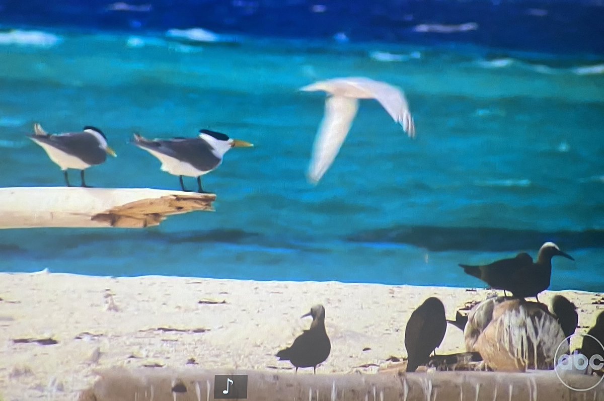 BachelorBirds's tweet photo. Who do we have here on #TheBachelorette? I believe these are Great Crested Terns and Brown Noddies. Not sure about the bird in flight - gull sp. #BirdsOfTheBachelor https://t.co/1desSoclwm