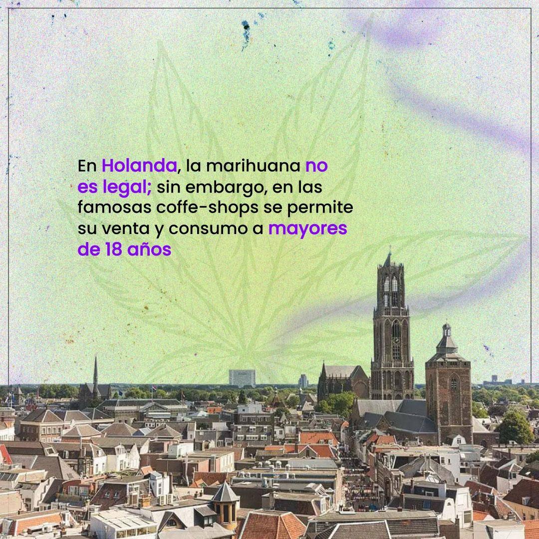 MexicoAtentomx's tweet photo. La #marihuana en #Europa: ¿mito o realidad su consumo legal?
#MexicoAtentoMx #MundoAtento #Internacional #Mundo https://t.co/rgGJ8pMpg0
