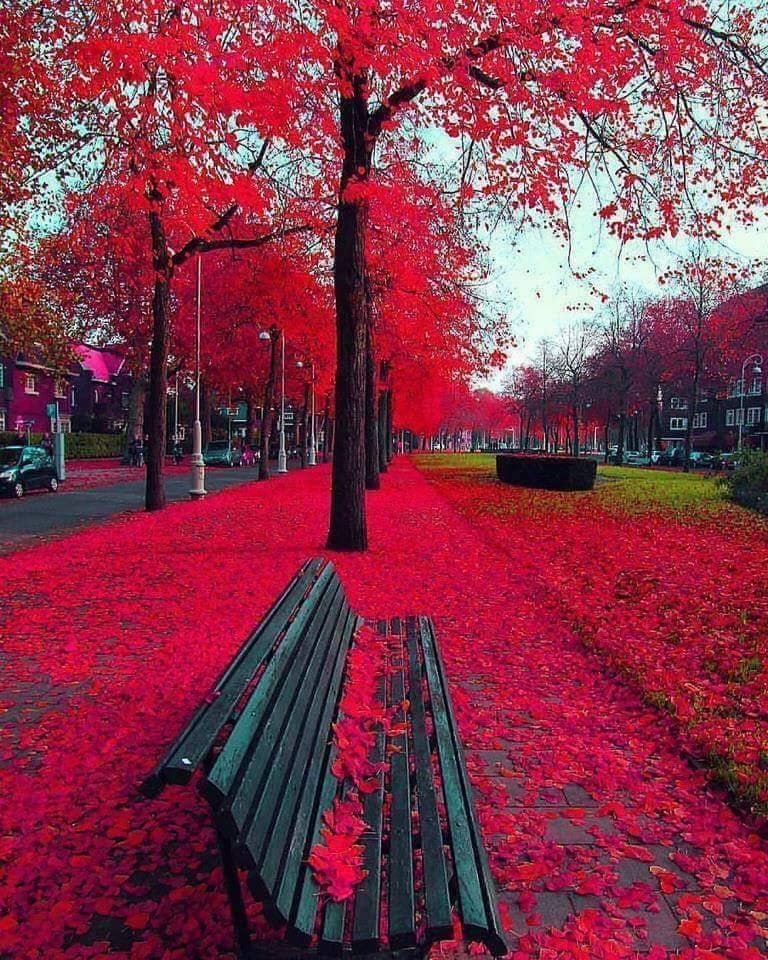 Otoño en Amsterdam, Holanda 🍁🍂