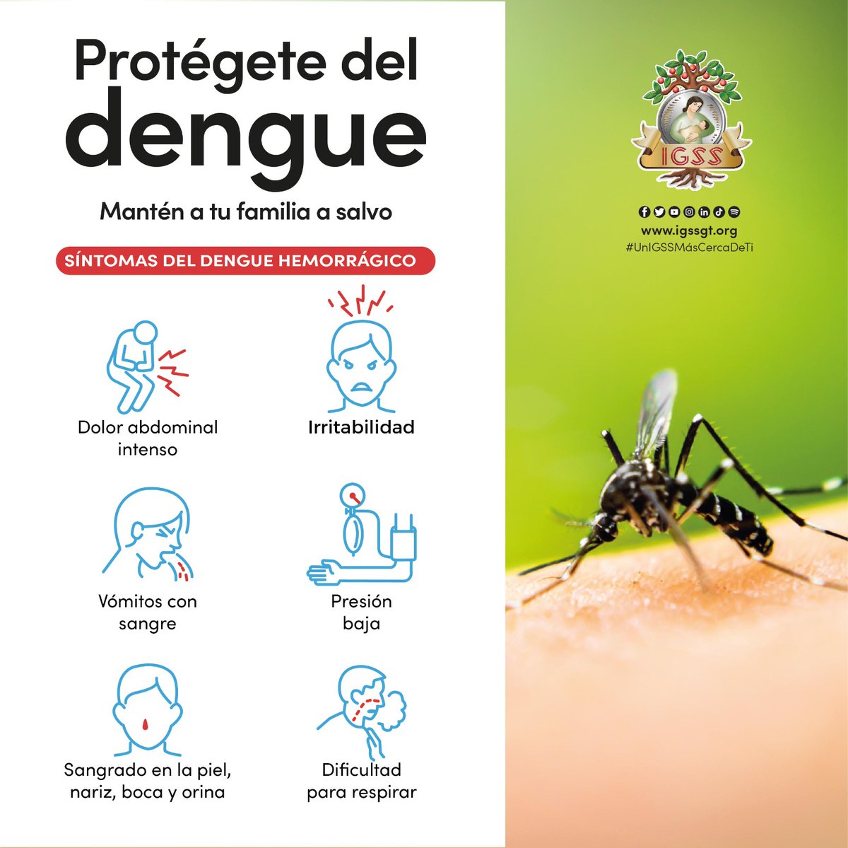 IGSS_gt's tweet photo. Protégete del #dengue🦟 | Identifica los síntomas del dengue hemorrágico. Mantén a tu familia a salvo.
#PrevenciónIGSS #UnIGSSMásCercaDeTi https://t.co/CwCurRw7ax