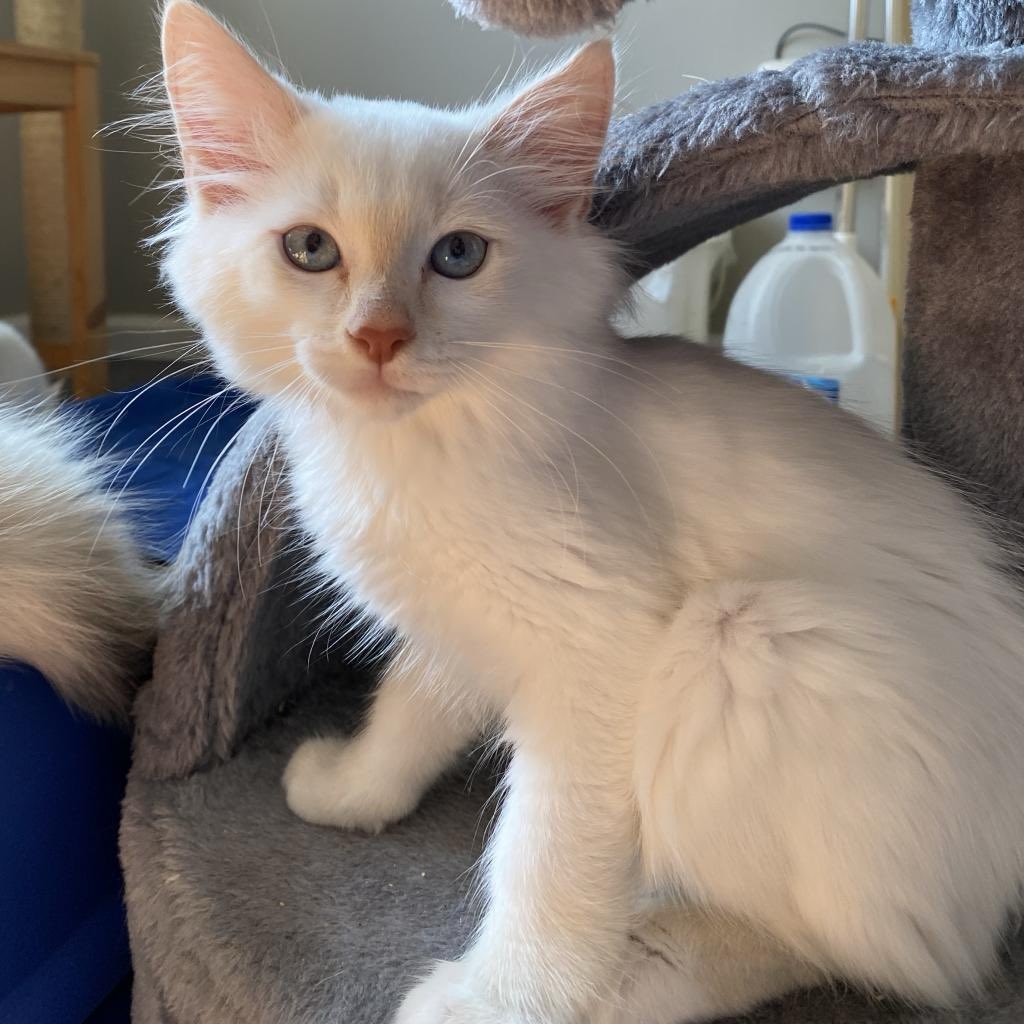 Fayette_Humane's tweet photo. These cuties are at the Animal Medical center &amp; need a foster home ASAP.  We don't have available fosters to take them in.
Click here for more info about Vuitton:  https://t.co/MVckCWN0Zc
=====================
Click here for more info abt Louie https://t.co/2Ko7BLH3y6 https://t.co/PS93u4ggQm