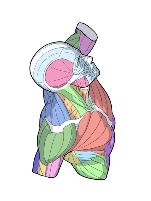 「伊豆の美術解剖学者@kato_anatomy」 illustration images(Latest)｜4pages