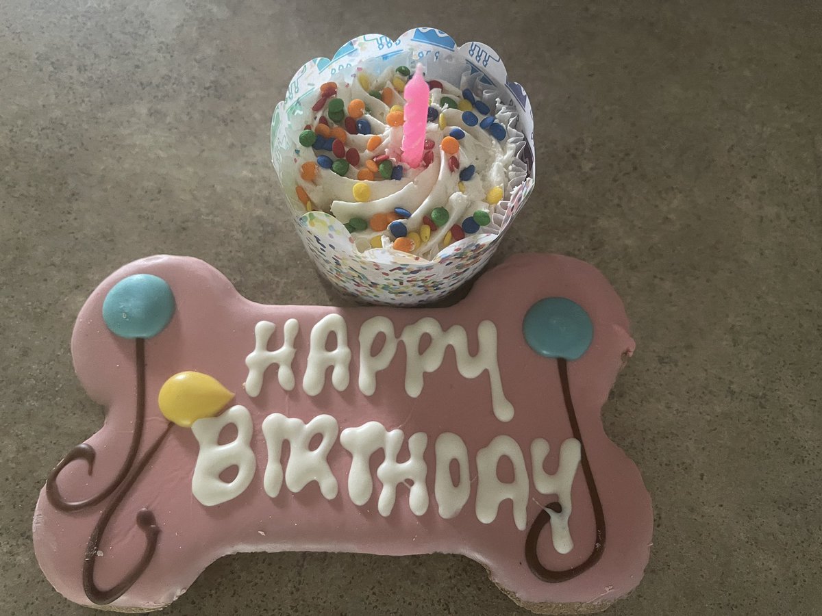 wellinger_scott's tweet photo. Here’s to 10 years! Happy Birthday #puppy https://t.co/hU86dasduU