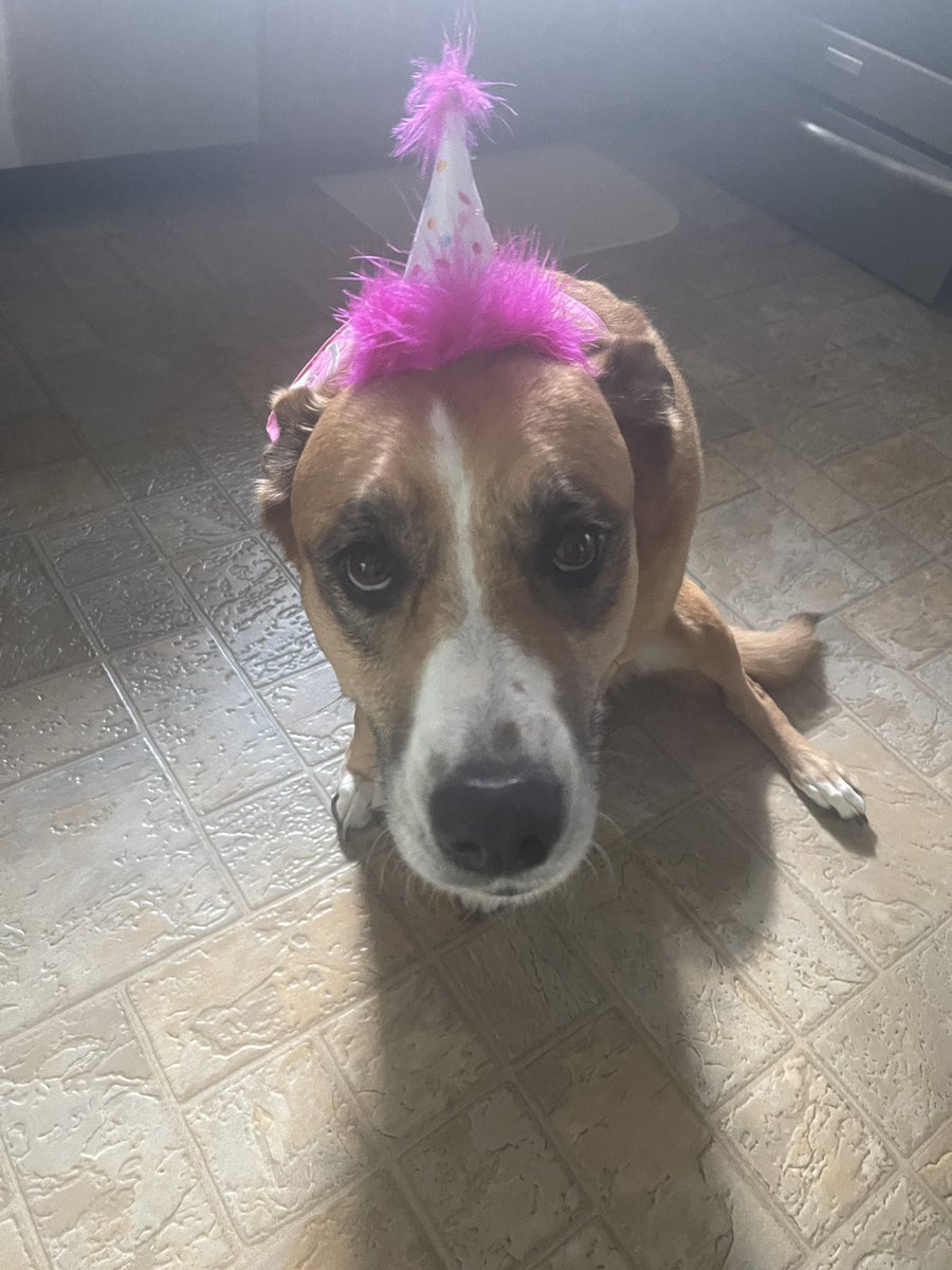 wellinger_scott's tweet photo. Here’s to 10 years! Happy Birthday #puppy https://t.co/hU86dasduU
