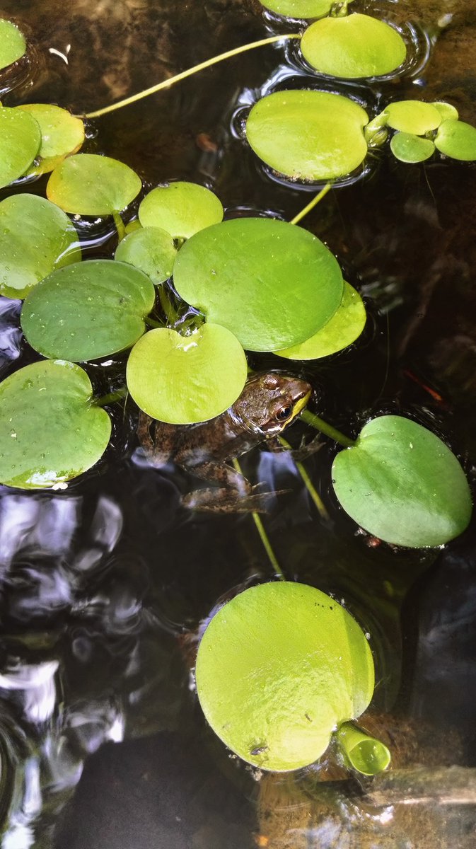 Chaseraubeboyer's tweet photo. #pond #cardinalflower #northerngreenfrog #lobeliacardinalis #lithobatesclamitans #frogbit https://t.co/pJf5xJuoO5