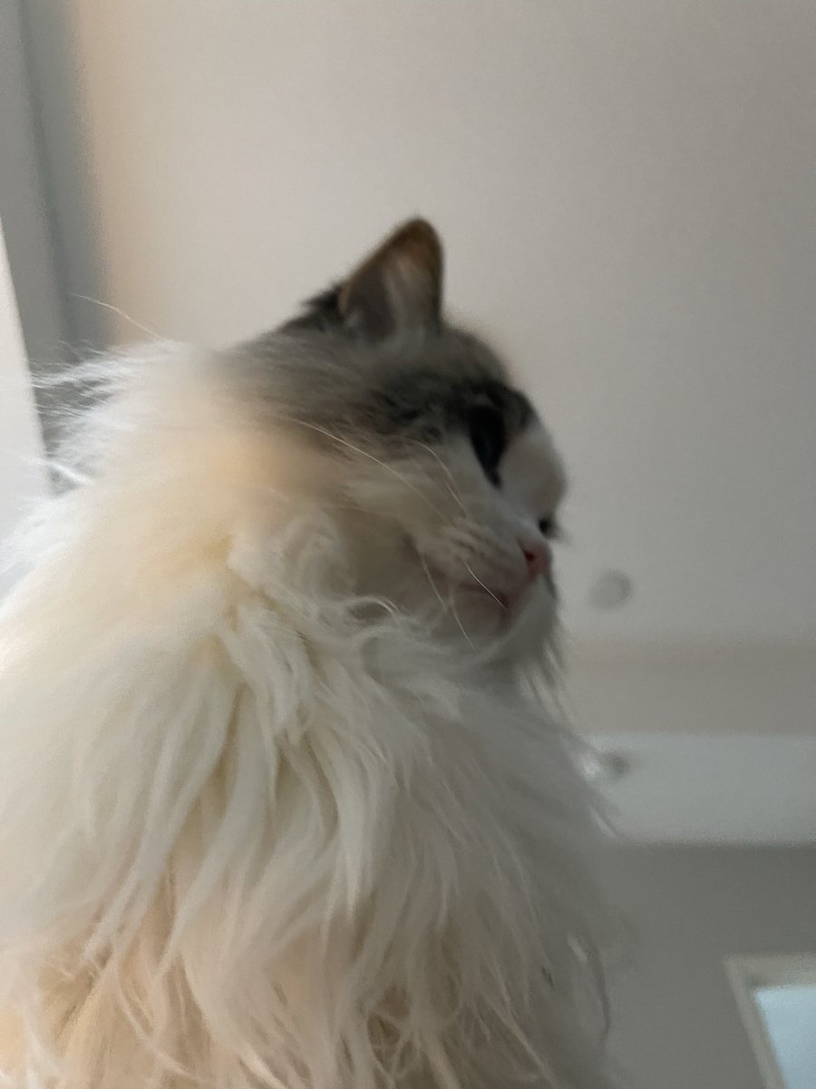 lilbroinmcd's tweet photo. @EverythingOOC He chillin on me https://t.co/Ue3TtR10UQ