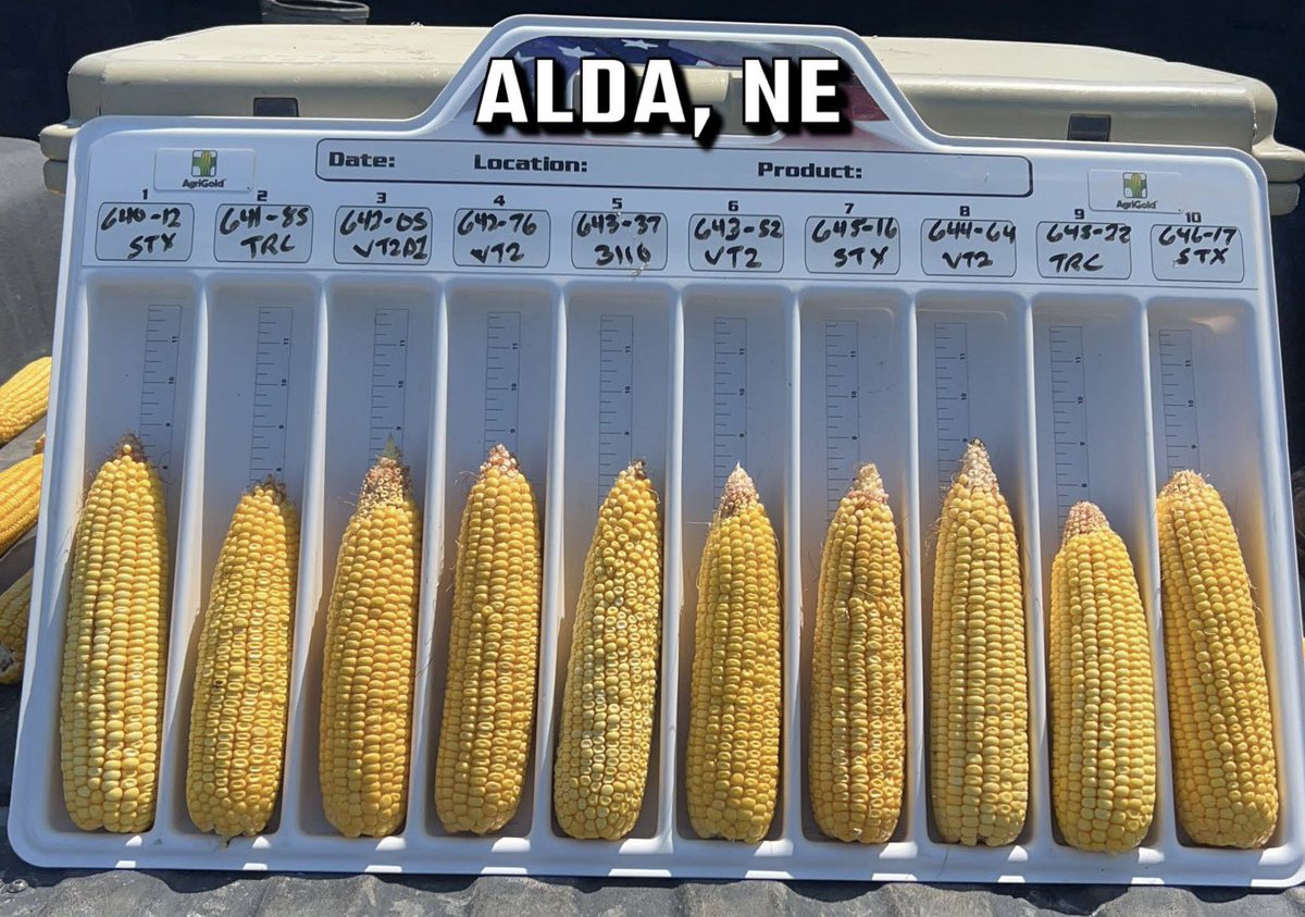 McCord_Ag's tweet photo. Saw some stellar @AgriGold corn in central Nebraska today! Hats off to all parties involved! Excited to see the harvest results this fall! @Snelson6544 @ssorensen10 https://t.co/bHIzpMWEUa