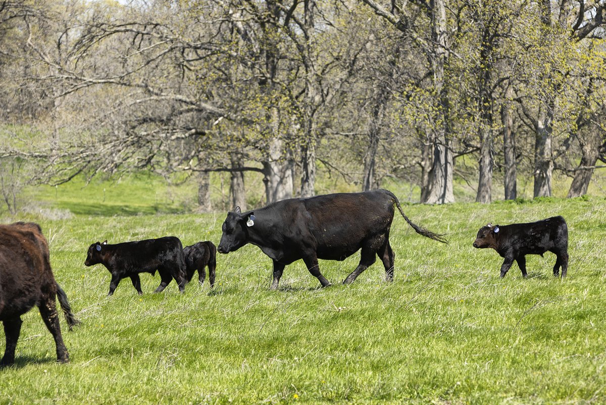 FarmWeekNow/RFD Radio (@farmweeknow) on Twitter photo A study out of the <a href="/ACESIllinois/">College of ACES</a> found the two-step weaning process can mean fewer sick #calves, more time laying down and eating and overall less stress. Learn more from <a href="/TravisMeteer/">Travis Meteer</a>: bit.ly/45gvOWY #FWN A study out of the <a href="/ACESIllinois/">College of ACES</a> found the two-step weaning process can mean fewer sick #calves, more time laying down and eating and overall less stress. Learn more from <a href="/TravisMeteer/">Travis Meteer</a>: bit.ly/45gvOWY #FWN