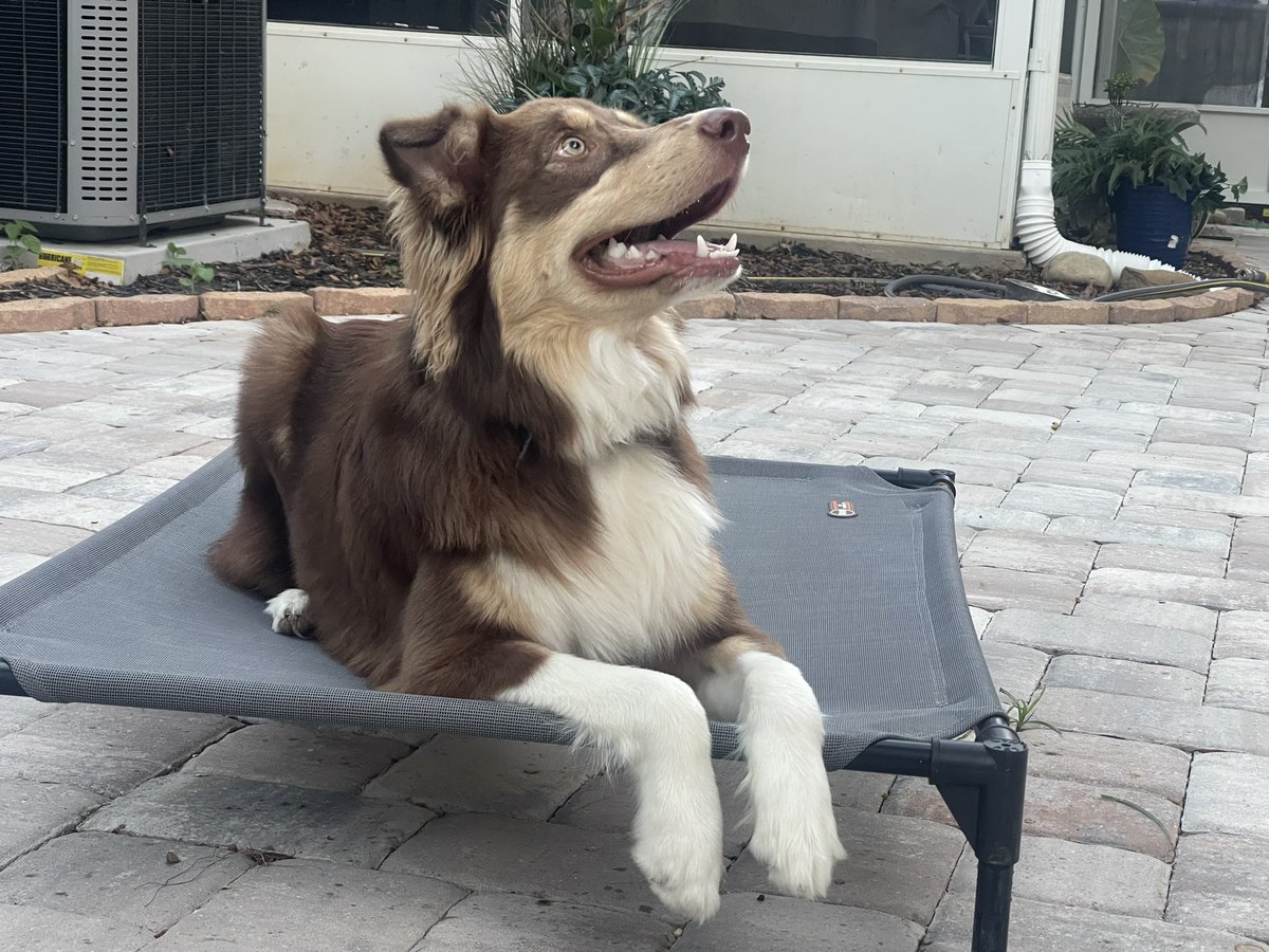 Tommy Amato tweet media