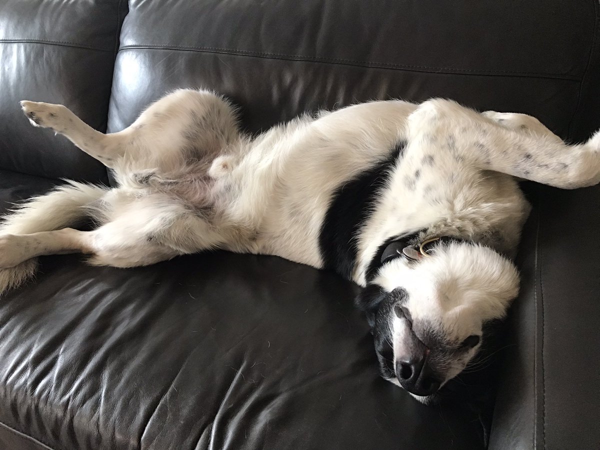 CherylProbert1's tweet image. Apparently we’re embracing the hibernate-y vibes over here tonight!

#winteriscoming #fallisintheair #finntastic #rescuedog